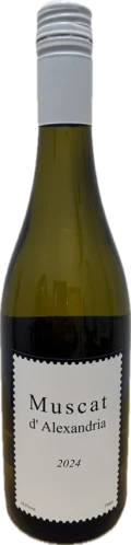 Muscat d’Alexandria 2024